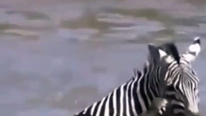 A zebra is not afraid to fight with crocodiles to save his skin ...