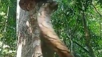 The dreaded technique of a python to climb a tree : Discover the best ...