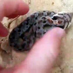 Watch This Snake’s Reaction When Touched