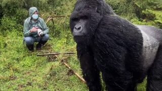 A Gorilla Hits His Chest And It S Impressive Discover The Best Videos Ti   A Gorilla Hits His Chest And Its 320x180 