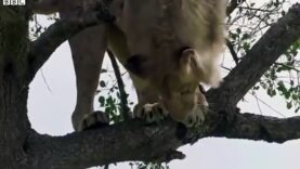 A lion stuck in a tree can no longer get down