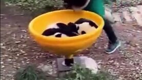 Panda babies are entitled to a real play park like children