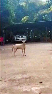 This dog is running out of engine