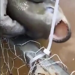 Using a piranha as a knife