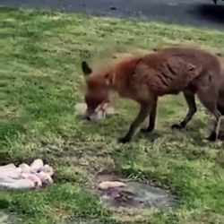 A fox that is a little too greedy