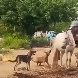 These dogs will be wary of horses for a while