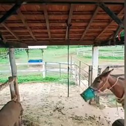 This donkey parks his cart by himself