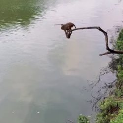 Diving from a height by Monkey