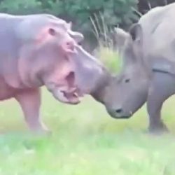 Hippo has a hot date tonight and wants aphrodisiac from the rhino’s horn